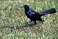 Boat-tailed Grackle_c40-1-199