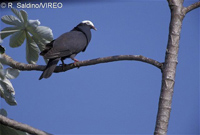White-crowned_Pigeon_s65-2-006